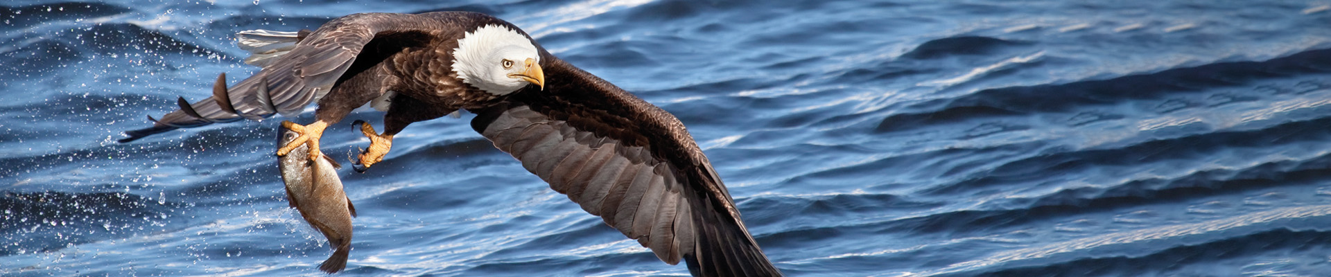 Seeadler fliegt übers Wasser und hat Fisch in den Krallen fest im Griff